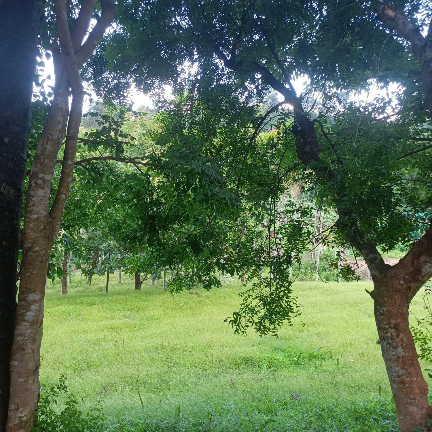 Padavayal Greens Attappadi Luaran gambar